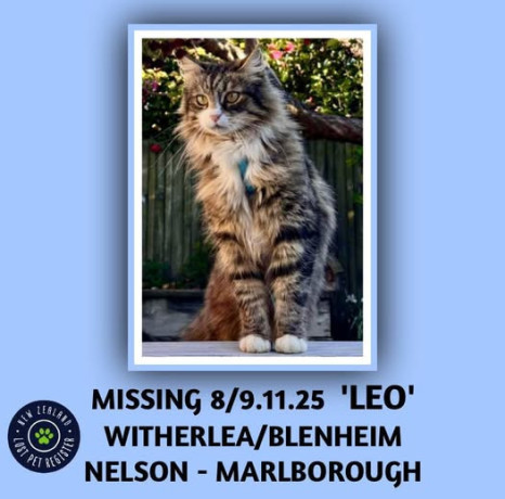 missing-cat-big-0