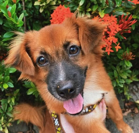 lost-dog-please-help-big-0