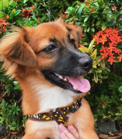 lost-dog-please-help-big-1