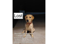 my-neighbors-dog-missing-small-0