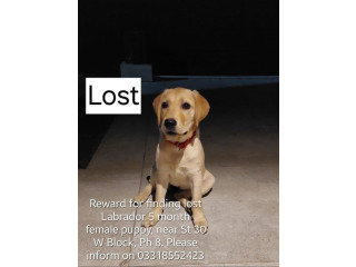 My neighbor's dog missing