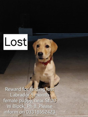 my-neighbors-dog-missing-big-0