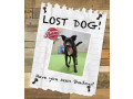 lost-shadow-small-0