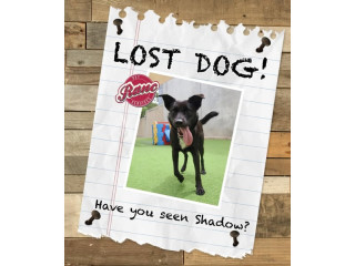 LOST SHADOW