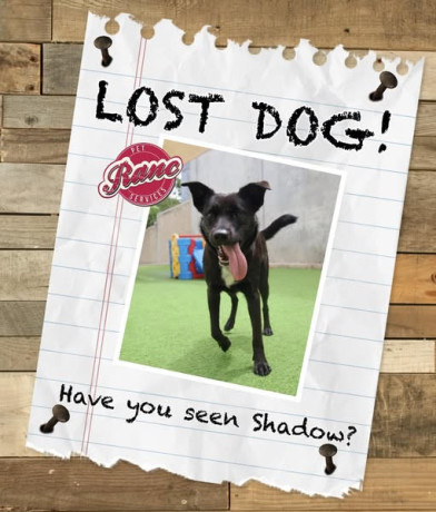 lost-shadow-big-0