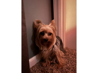 I found this lost and very scared puppy