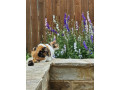 lost-her-cat-small-0