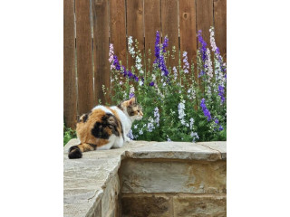 Lost her cat