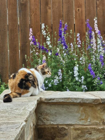 lost-her-cat-big-0