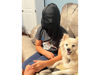 Lost white Pomeranian.