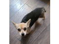 lost-dog-small-0