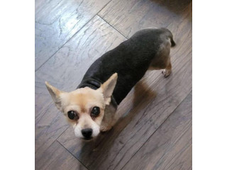 LOST DOG ***