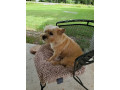 my-aunts-whose-little-dog-small-1