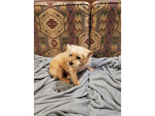 My aunt’s whose little dog