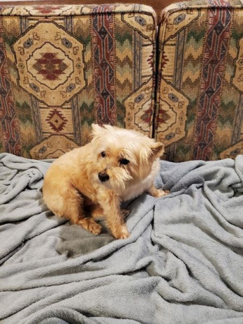 my-aunts-whose-little-dog-big-0