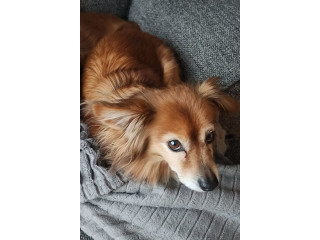 Lost from Winding Dr. (Eckles area)