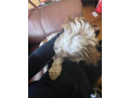 help-bring-suga-home-small-1