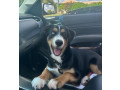 lost-dog-mixed-breed-small-0