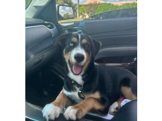 LOST DOG - Mixed Breed