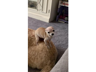 LOST CHIHUAHUA