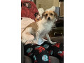 lost-dog-in-hot-springs-small-0