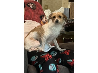 Lost Dog in Hot Springs