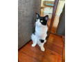 black-and-white-cow-cat-lost-small-1