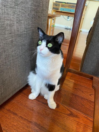 black-and-white-cow-cat-lost-big-1