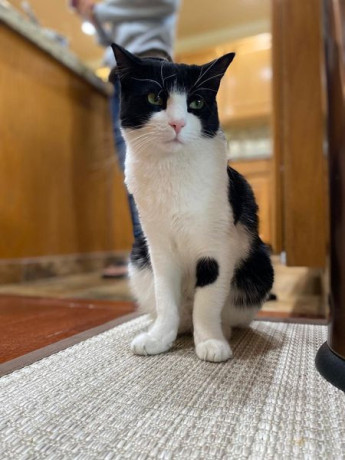 black-and-white-cow-cat-lost-big-0