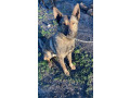 my-dog-tucker-has-been-missing-small-0