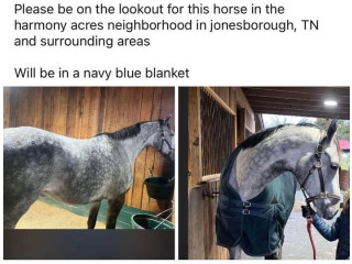 Lost Horse
