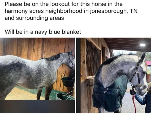 lost-horse-big-0