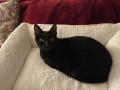 lost-cat-domestic-shorthair-small-0