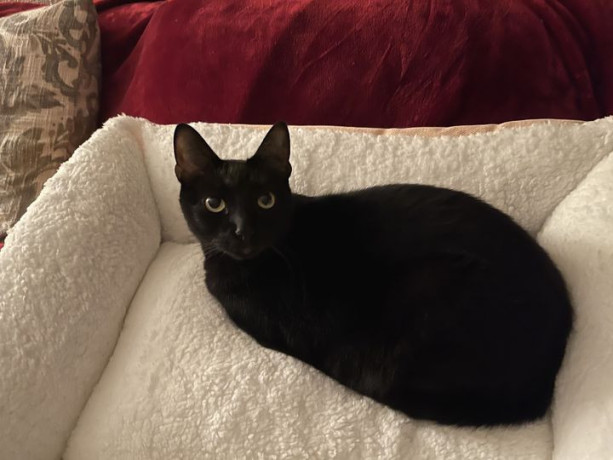 lost-cat-domestic-shorthair-big-0