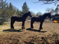 lost-two-black-friesian-horses-small-0