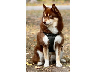 Lost Dog - Husky/Pomeranian