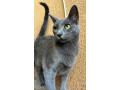 russian-blue-cat-small-0