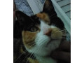 have-you-seen-kitty-small-0