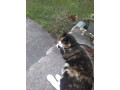 have-you-seen-kitty-small-1