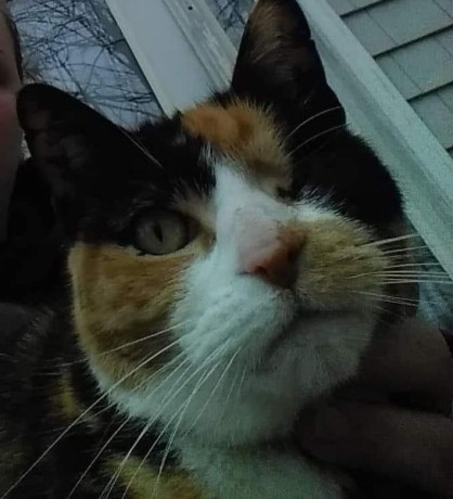have-you-seen-kitty-big-0