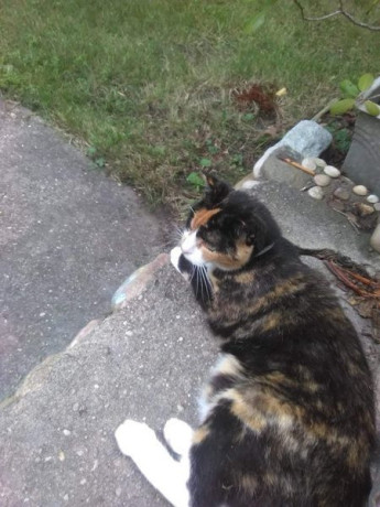 have-you-seen-kitty-big-1