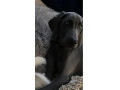 looking-for-my-dog-small-0