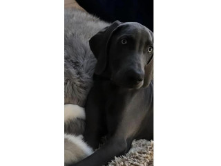 Looking for my dog