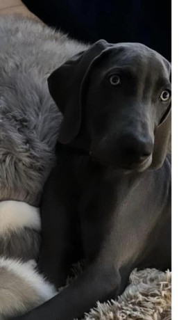 looking-for-my-dog-big-0