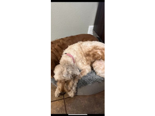 MISSING: Golden Doodle
