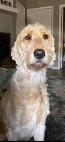 missing-golden-doodle-big-1