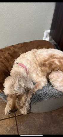 missing-golden-doodle-big-0