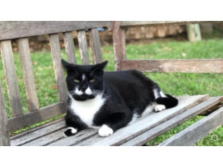 LOST CAT - Domestic Shorthair
