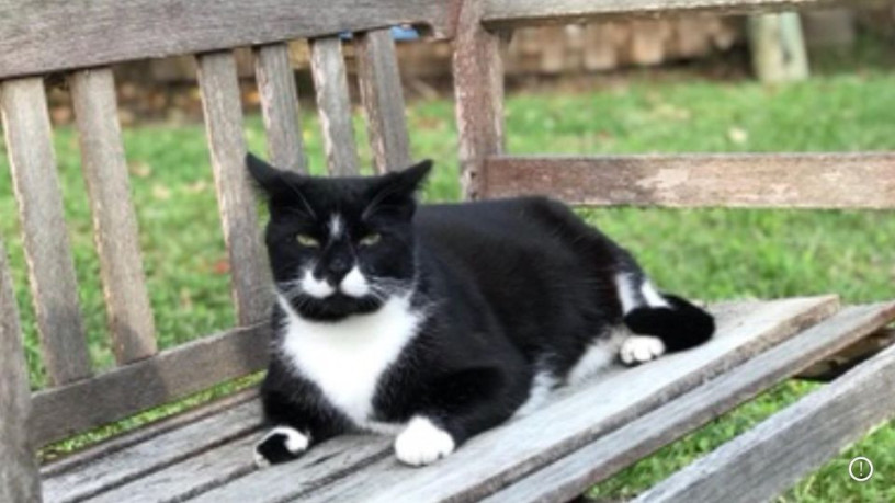 lost-cat-domestic-shorthair-big-0