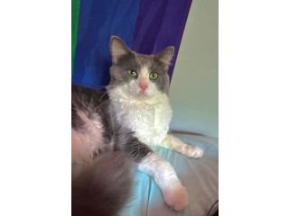 Lost kitty